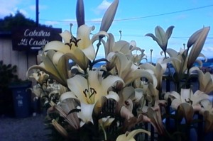 Carolina N  Anuncios gratis en  Arriendo caba&ntilde;as mi casita en frutillar bajo , Caba&ntilde;as mi casita frutillar bajo 