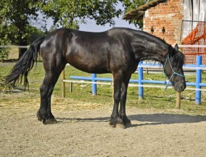 Cindy Anuncios gratis en Santiago |  Yegua frisona para adopci&oacute;n,enganchada y montada muy buenos movimiento,  yegua frisona enganchada y montada muy buenos movimientos gran alzada