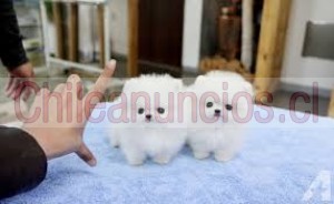 Melvis Anuncios gratis en Santiago |  Preciosos cachorros pomerania para tu hogar.         , Preciosos cachorros pomerania para tu hogar.  hay todos bien en casa  