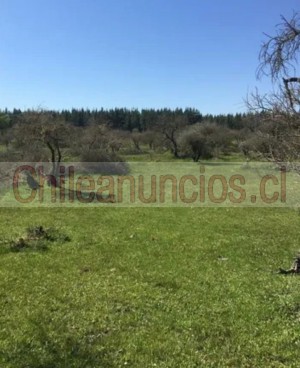 Carolina suazo  Anuncios gratis en Valpara&iacute;so |  Parcela laguna verde de 10.000 mtrs con rol propio , Playa campo bosque