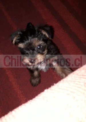 Fabiola Anuncios gratis en Puente Alto |  Hermosos cachorros yorkshire lindo regalo para su regalón , Hermosos yorkshire 