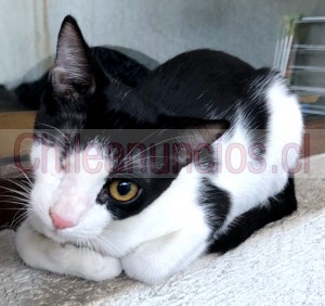 Maria rosa  Anuncios gratis en Santiago |  Kakashi gatito 7 meses, blanco con negro, busca familia, Gatito con solo un ojito busca ser adoptado