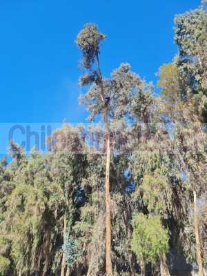 Horizonte verde Anuncios gratis en Santiago |  Buscamos podador de árboles y ayudante de carga, Poda de árboles 
