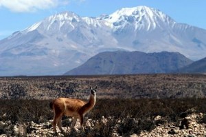 Solange Vega Fern&aacute;ndez Anuncios gratis en Arica |  Altiplano Turismo Tour operador Arica - Chile, Tour Operador  - Agencia de Viajes
