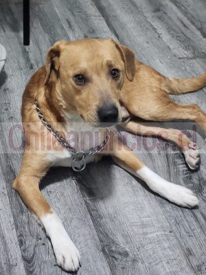 Rosy Anuncios gratis en Santiago |  Perro mestizo staffordshire bull terrier busca hogar, En adopción lo puedo trasladar a cualquier región 