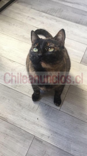 Nena Anuncios gratis en Las Condes |  Gata regalona en adopción busca hogar oficial , Adopción 