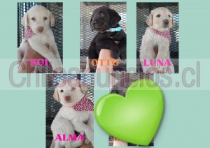 Katherine Anuncios gratis en Las Condes |  Llena tu hogar de amor con un cachorro adorable en adopción, Cachorritos de 45 dias para adoptar y regalarles mucho amor y cuidado