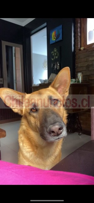 Isidora Anuncios gratis en Puente Alto |  Hermoso perrito mezcla pastor belga en adopción , Perrito busca hogar 