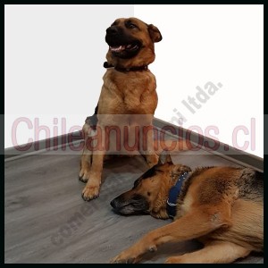  kuthumi  Anuncios gratis en Independencia |  Pisos flotantes spc gris petróleo: resistencia al agua y estilo moderno, Elegancia ,durabilidad y resistencia al agua 