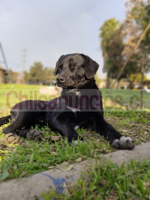 Cecilia cona huichal Anuncios gratis en Cerro Navia |  Tiernos cachorros hijos de pug buscan familia , Cachorros muy sociables con personas y otras mascotas en adopción 
