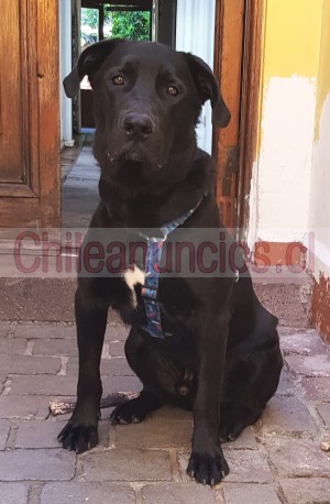 Alejandra Anuncios gratis en Santiago |  Perrito en adopcion ideal para parcela guardian, Antu en adopcion