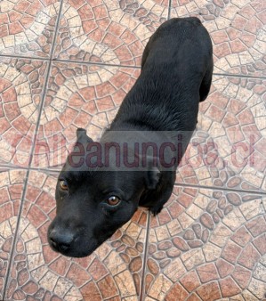 Bruno godoy Anuncios gratis en San Bernardo |  Se regala perrito mestizo de staffordshire bulterrier, Se regala perrito mestizo