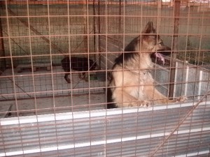 ARTURO Anuncios gratis en Cerrillos |  SERVICIO  DE  VIGILANCIA  Y  SEGURIDAD  CANINA   AGASIDOG, ARRIENDOS  Y  VENTAS  DE  PERROS  GUARDIANES