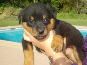 Ignacio Anuncios gratis en Santiago |  Rodwailler Cachorros , quedan solo 4